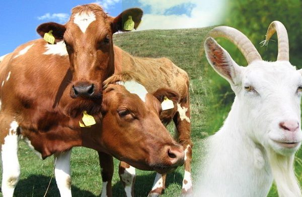 Panduan Qurban Menurut Fiqih Syafi'iyah