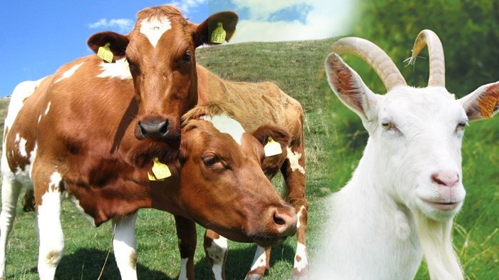 Panduan Qurban Menurut Fiqih Syafi'iyah