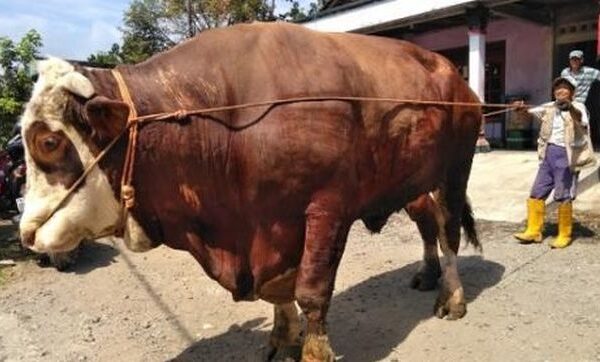 Membuat Hewan Kurban Ketakutan dan Stres, Hindarilah Perlakuan Ini