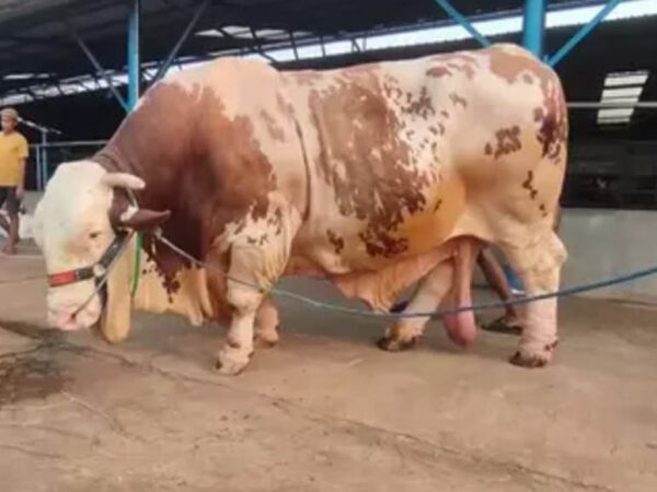 8 Cara Memastikan Hewan Kurban dalam Kondisi Sehat