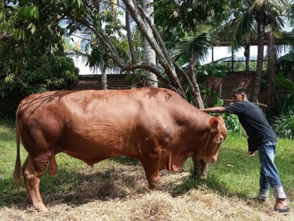 Menjual Kulit dan Kepala Hewan Kurban Apakah Haram?
