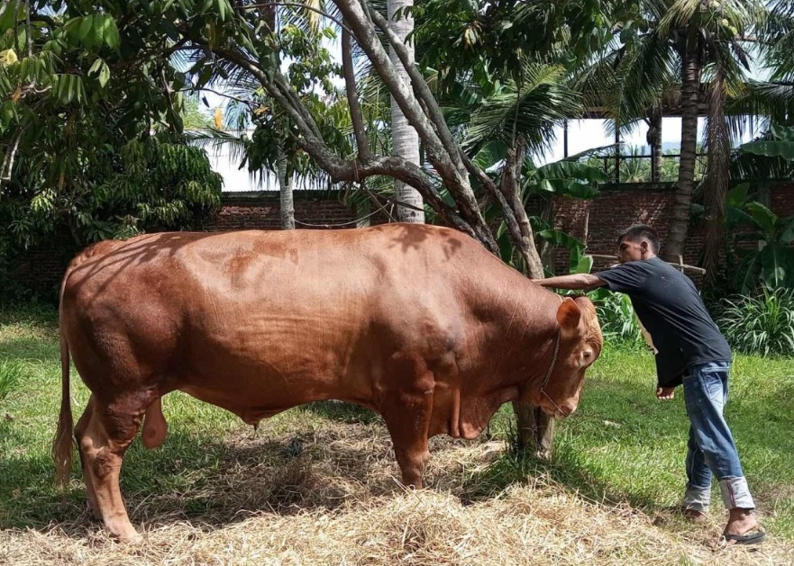 Menjual Kulit dan Kepala Hewan Kurban Apakah Haram?